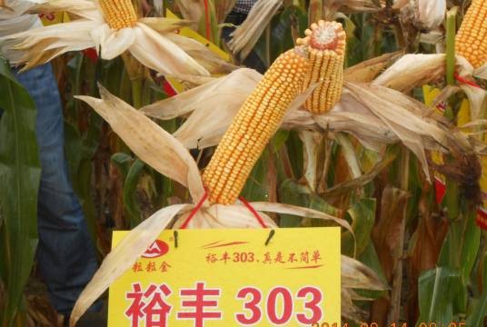裕丰303
