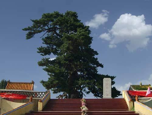 中国第一松