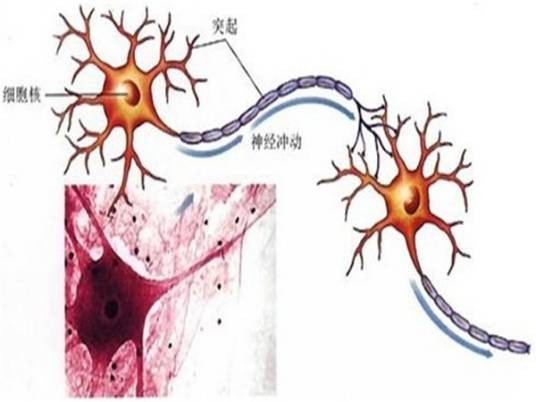 神经元学说