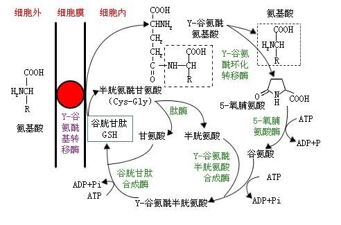 γ-谷氨酰转肽酶