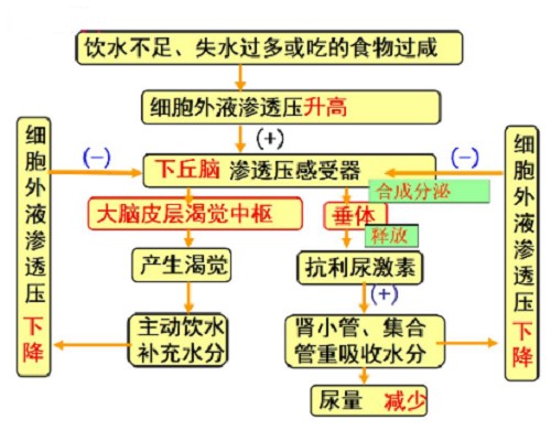 渗透压感受器