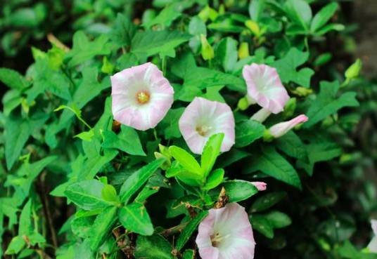 旋花(旋花科打碗花属植物)