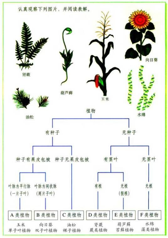 生物分类单位