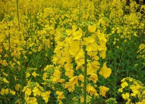 春油菜