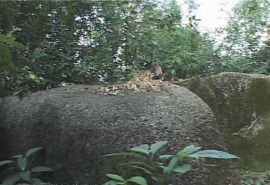 龙石村（广东省揭阳市榕城区下辖村）