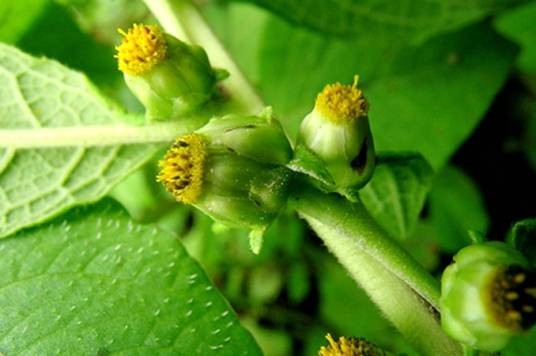 鹤虱（菊科植物天名精的干燥成熟果实）