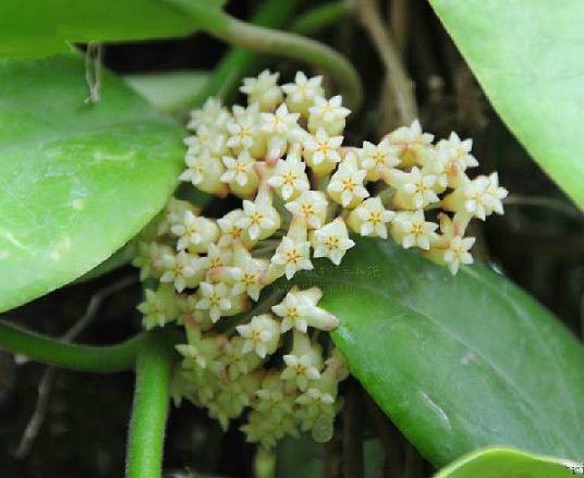 铁草鞋（夹竹桃科球兰属植物）