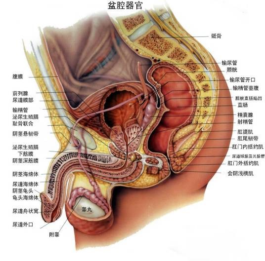慢性前列腺炎症状