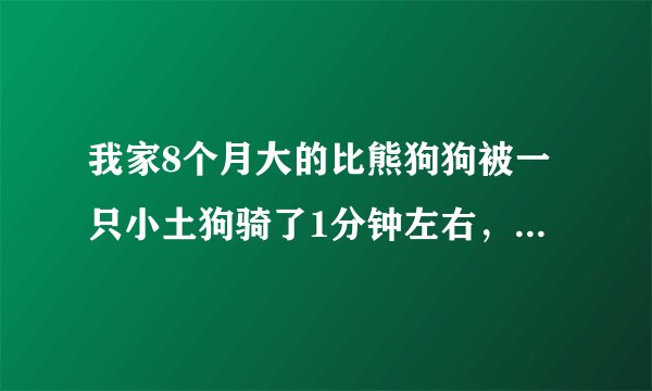 我家8个月大的比熊狗狗被一只小土狗骑了1分钟左右，请问哪位大神能回答我下，这样会怀孕吗？