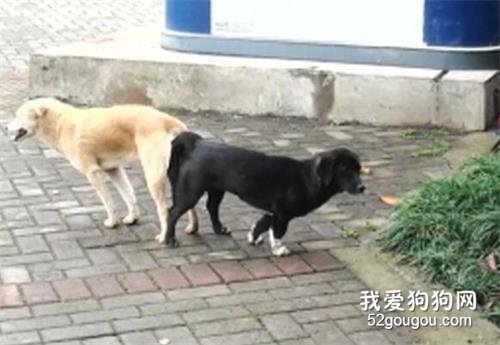 狗狗配种一次需要多长时间