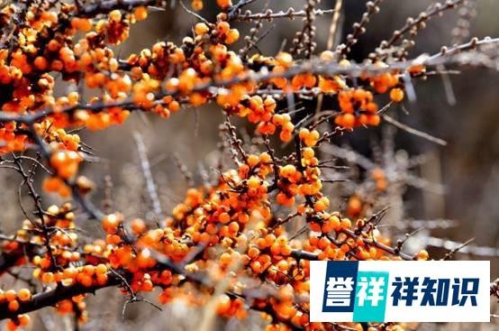 支付宝开卖沙棘汁,网友:我种的树卖了钱归谁?官方回应亮了