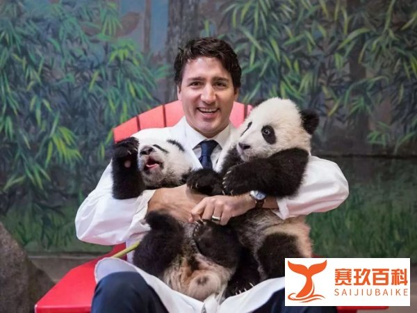 日本网友感慨：不懂英国人怎么想的，他们选择把熊猫送回中国