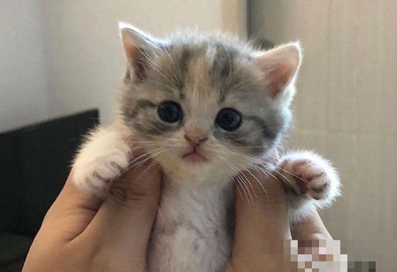 45天小猫算不算幼猫了
