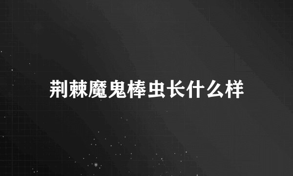 荆棘魔鬼棒虫长什么样