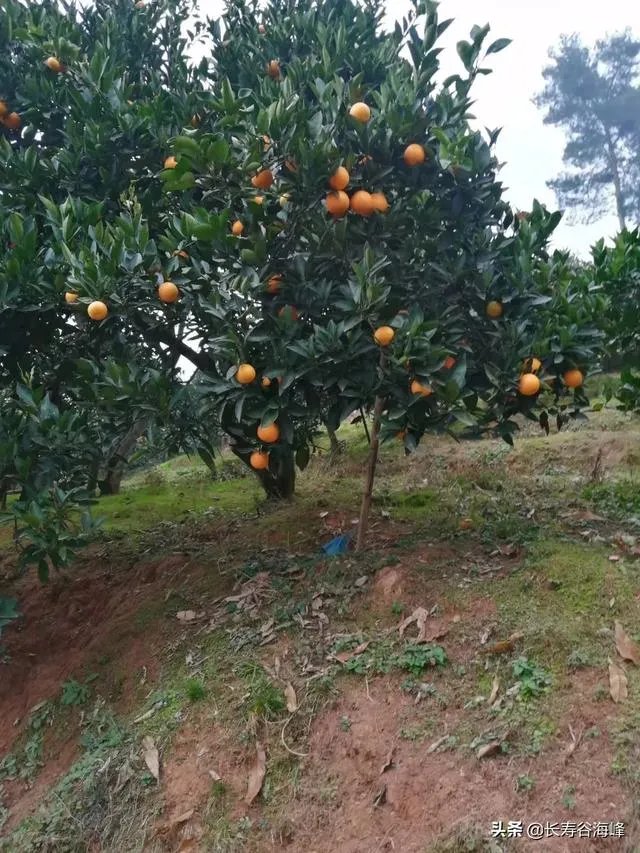 柑橘没有一干三枝怎么办？