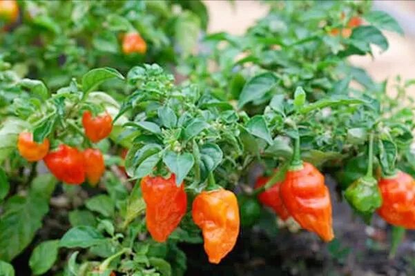世界最辣的十种辣椒，无限辣椒上榜，第一辣度峰值达220万SHU