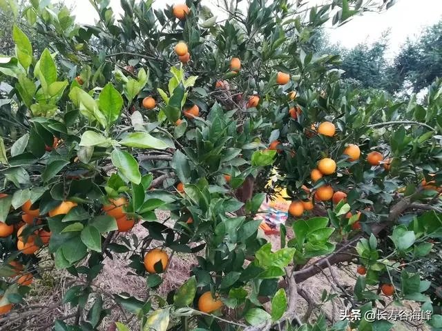 柑橘没有一干三枝怎么办？
