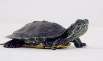 恐龟:史上最大的海龟,也是已经灭绝了的海洋生物