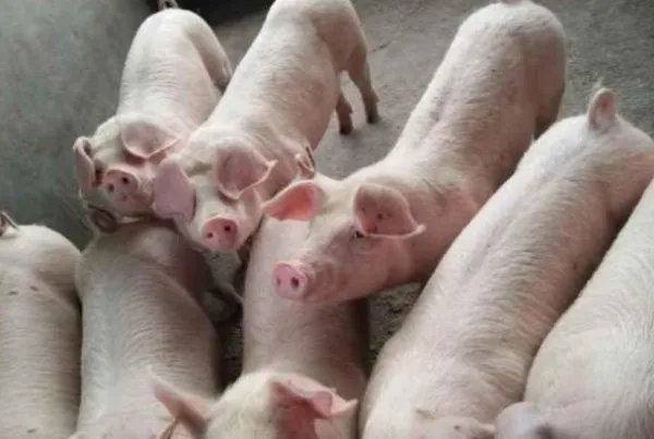 广州的猪肉价格迎来“5连跌”,是什么原因导致下跌的?