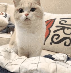 lu一丝为什么决定离婚？你怎么看？