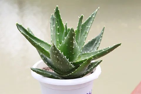 芦荟祛斑吗