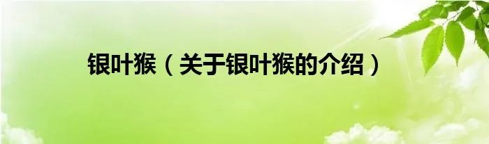 银叶猴（关于银叶猴的介绍）