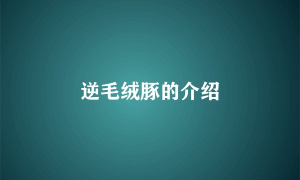 逆毛绒豚的介绍