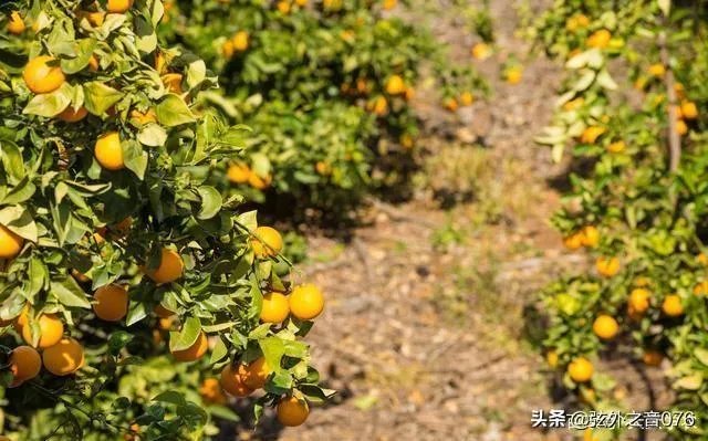 柑橘没有一干三枝怎么办？