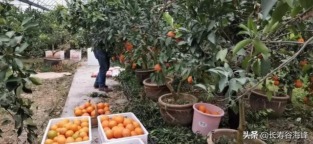 柑橘没有一干三枝怎么办？
