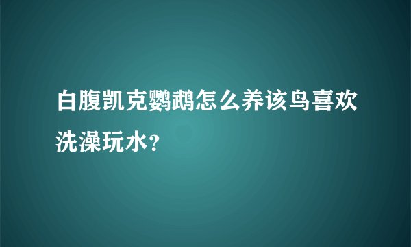 白腹凯克鹦鹉怎么养该鸟喜欢洗澡玩水？