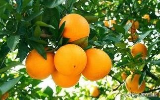 柑橘没有一干三枝怎么办？