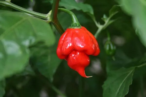 世界最辣的十种辣椒，无限辣椒上榜，第一辣度峰值达220万SHU