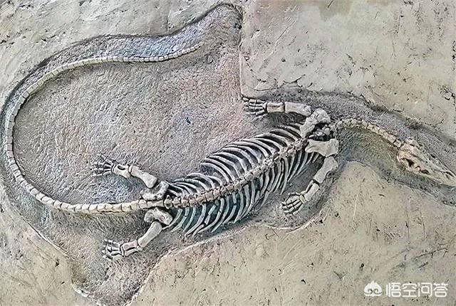 科学家发现2.2亿年前恐龙墓,谁给安葬的呀?