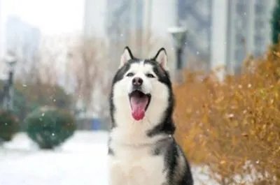 你怎么看保安携哈士奇巡逻？