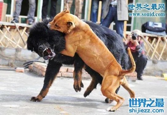 东北虎秒杀藏獒视频,东北虎和藏獒谁更厉害