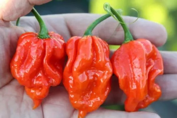 世界最辣的十种辣椒，无限辣椒上榜，第一辣度峰值达220万SHU