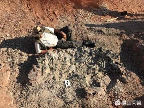 科学家发现2.2亿年前恐龙墓,谁给安葬的呀?