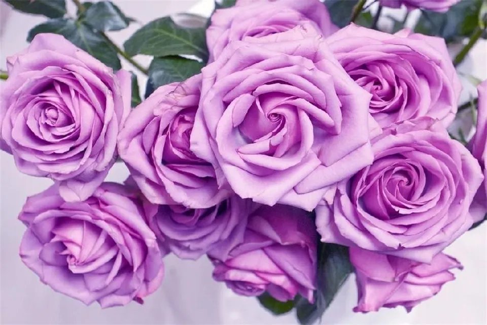 17朵玫瑰代表什么意思