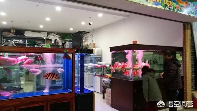 长春有哪些花鸟鱼市场?
