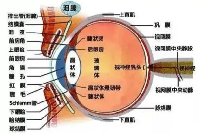 眼部构造图解及作用