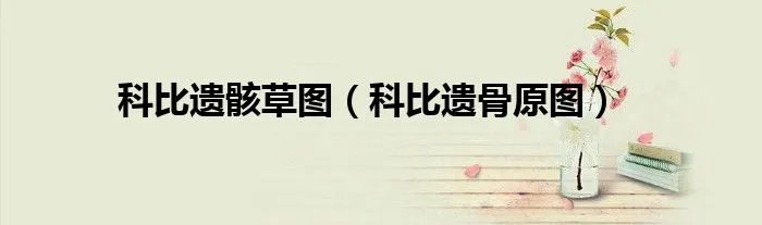 科比遗骸草图（科比遗骨原图）