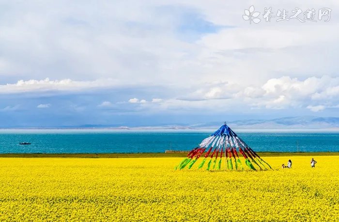 湖南油菜花节召开 油菜花的功效与作用