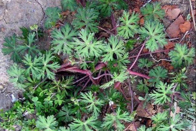 老鹳草的功效与作用图片