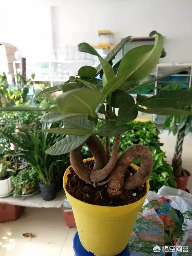 长春有哪些花鸟鱼市场?