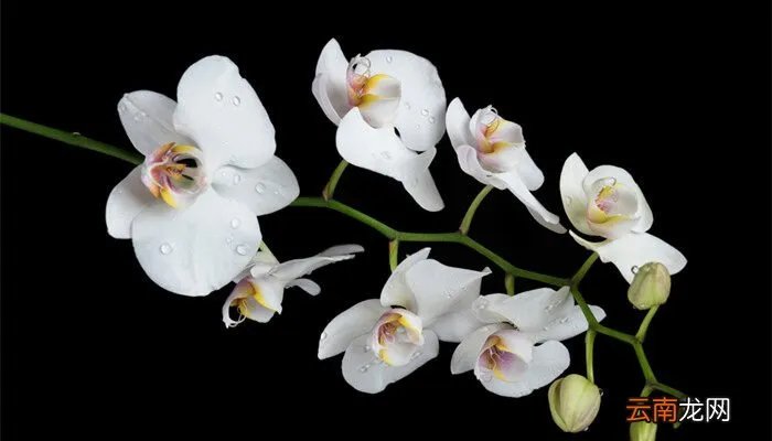 幽幽黄桷兰的花语，黄桷兰的花语和寓意？