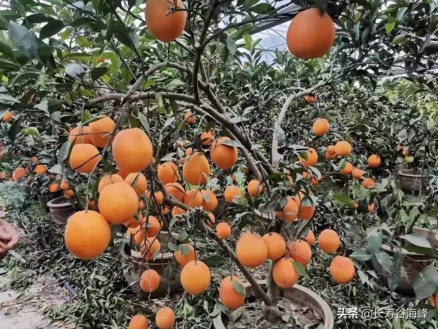 柑橘没有一干三枝怎么办？