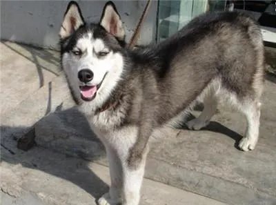 你怎么看保安携哈士奇巡逻？