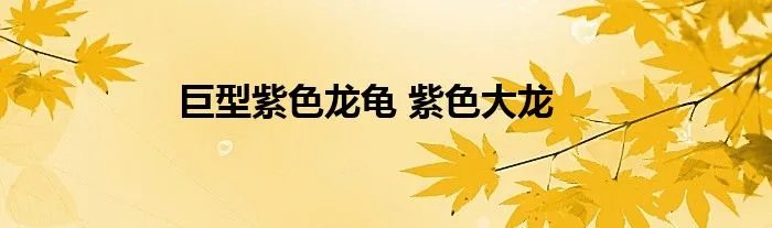 巨型紫色龙龟 紫色大龙