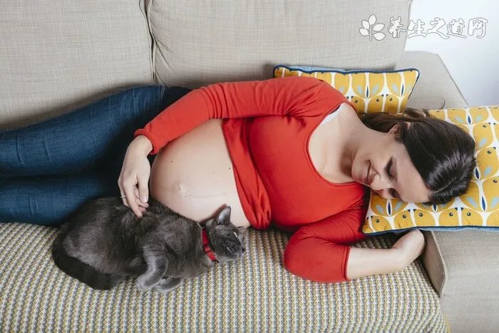 英国古代牧羊犬价格 英国古代牧羊犬多少钱一只