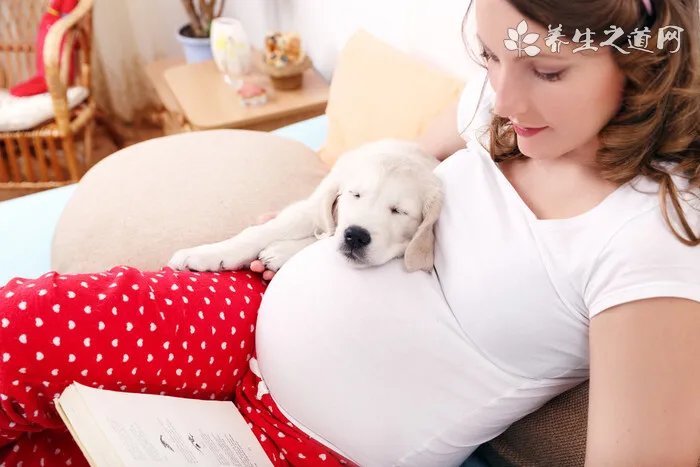 西帕凯犬多少钱一只？西帕凯犬价格